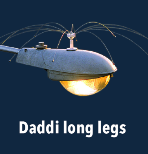 Daddi Long Legs, 1.25m diameter